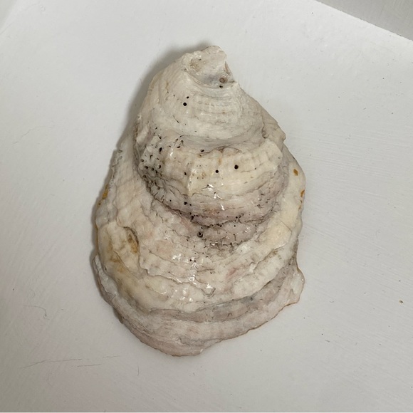 $18 or FREE WITH $40 PURCHASE. NEW OYSTER SHELL CAROLINA KEYS DISH OR RING DISH - Picture 15 of 16